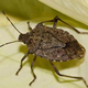 A brown marmorated stink bug